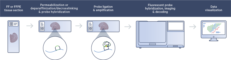 Xenium In Situ | High-Plex Sequencing by BIA Separations CRO